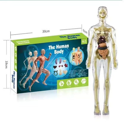 BodyQuest® - Læringsmodel af menneskekroppen til børn