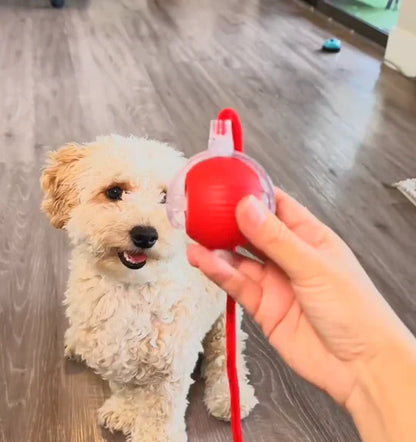 PoteBold™ | Interaktiv legebold til hunde og katte